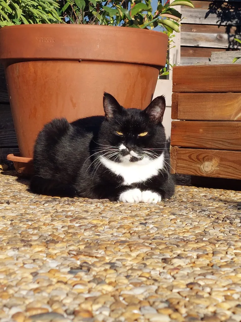 Tibbs