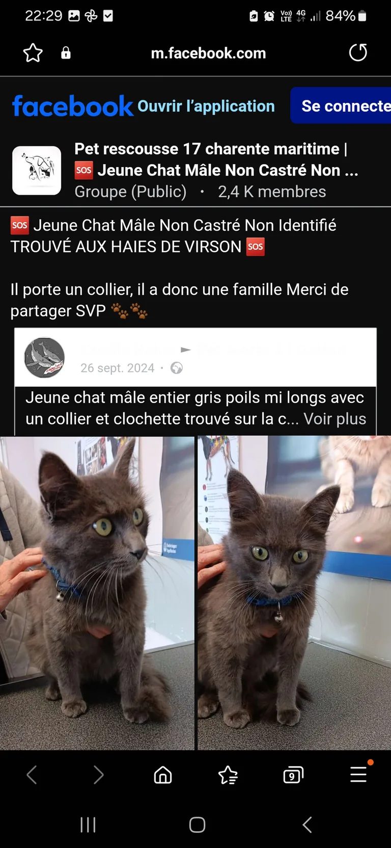 Chat trouvé