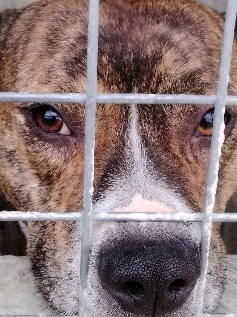 Chien trouvé