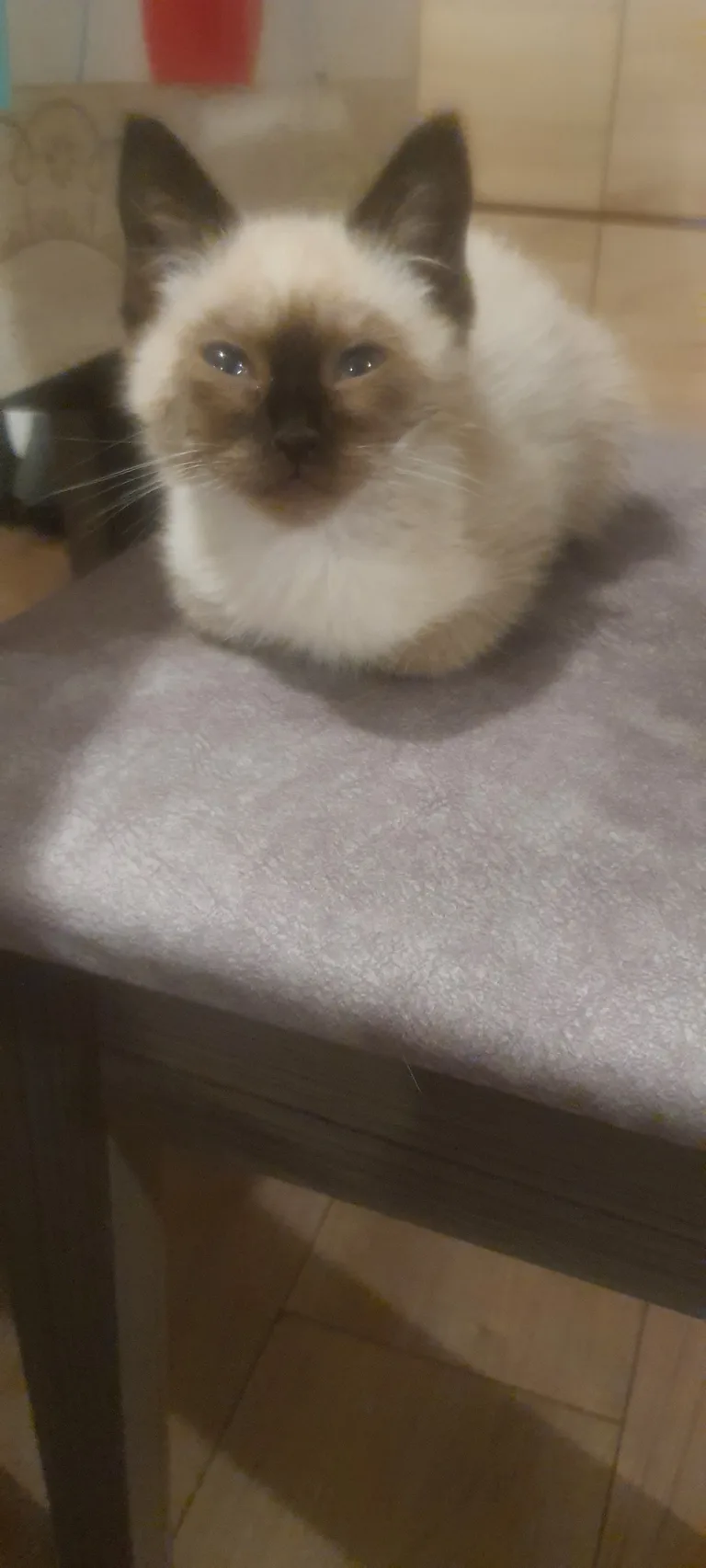 Minou
