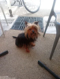 Chien perdu Yorkshire Terrier