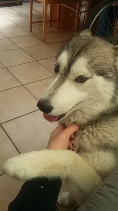 Chien perdu Husky Sibérien
