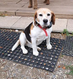 Chien perdu Beagle