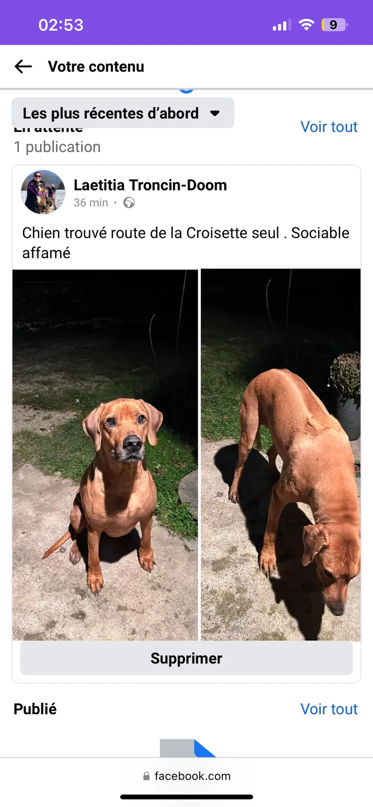 Chien trouvé