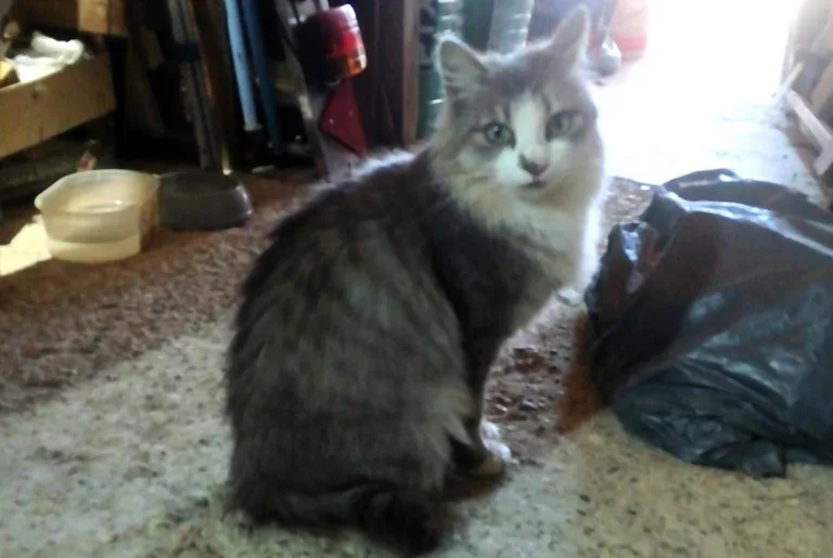 Chat trouvé