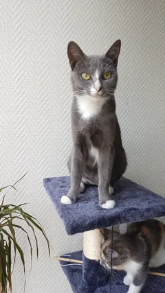 Chat perdu Européen