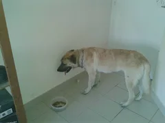 Chien trouvé Berger Belge Malinois