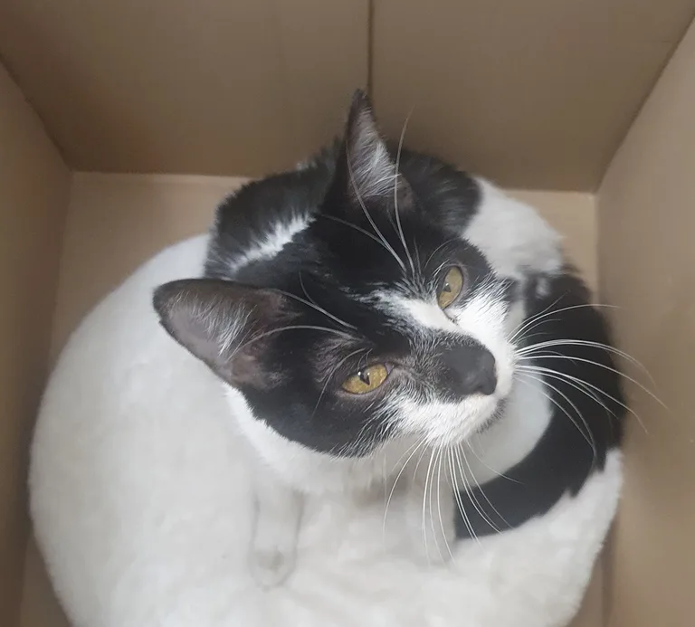 Chat trouvé