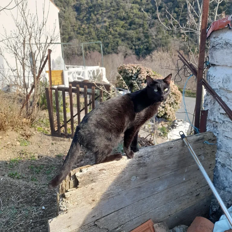 Chat trouvé