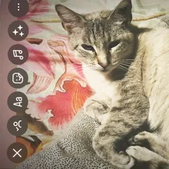 Chat perdu Européen