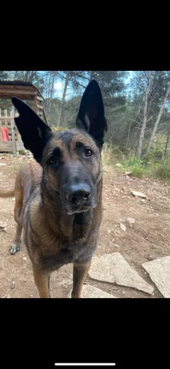 Chien perdu Berger Belge Malinois