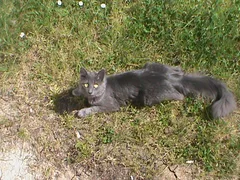 Chat perdu Sans race particulière
