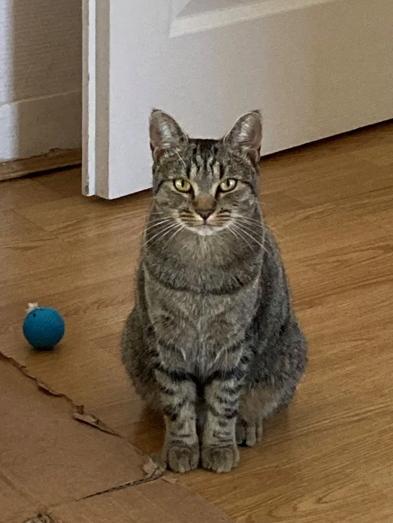 Bela
