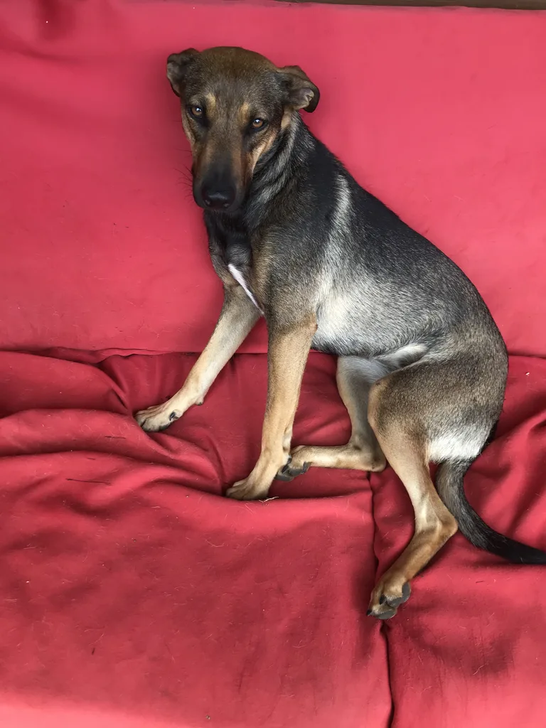 Suki