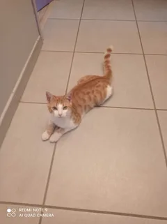 Chat perdu : Croisé (Whisky)