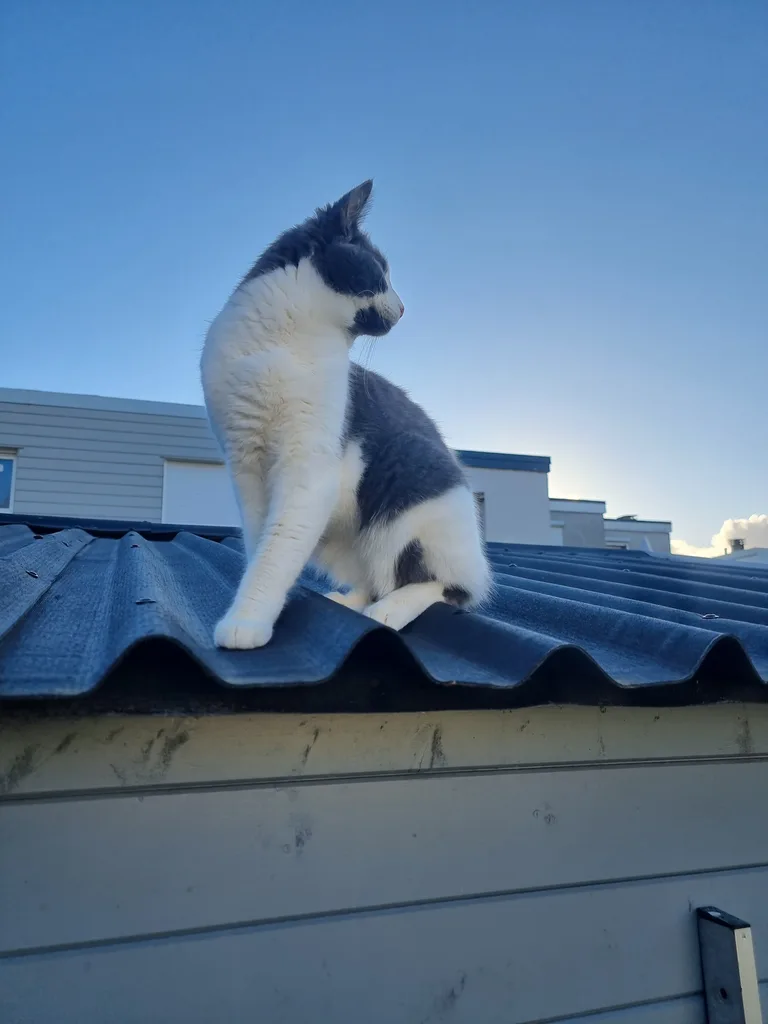 Loki