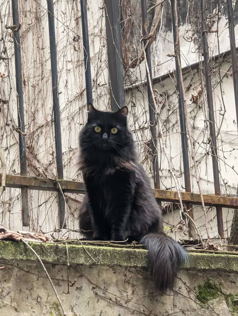Yuki