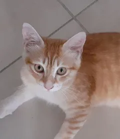 Chat perdu Européen