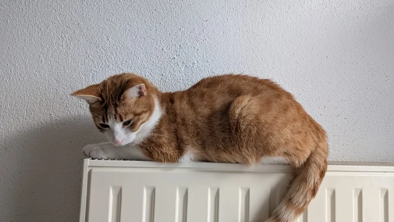 Chouquette