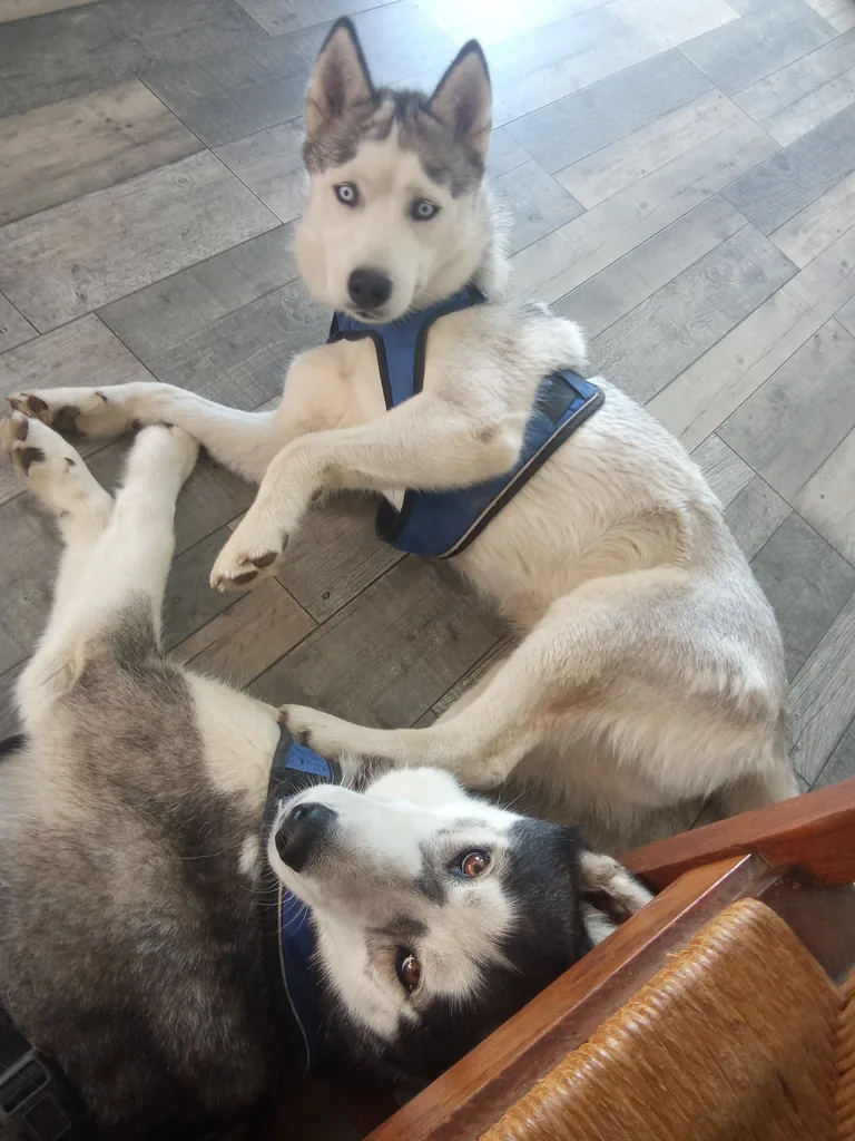 Kiba