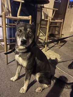 Chien trouvé Husky Sibérien