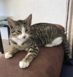 Chat trouvé Européen