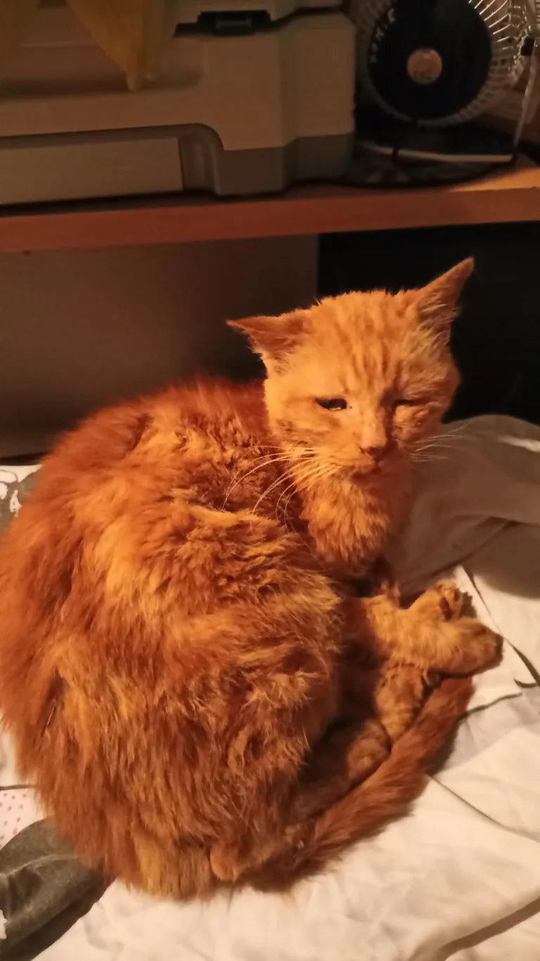 Chat trouvé