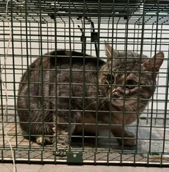Chat trouvé Européen