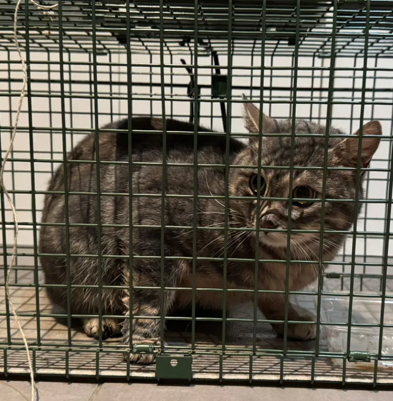 Chat trouvé