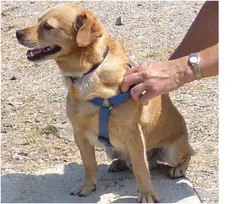 Chien perdu Golden-Retriever