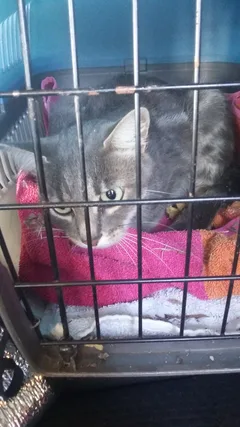 Chat trouvé Chat Haret