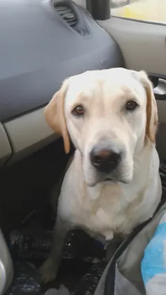 Chien perdu Labrador-Retriever