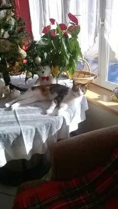 Chat perdu Européen
