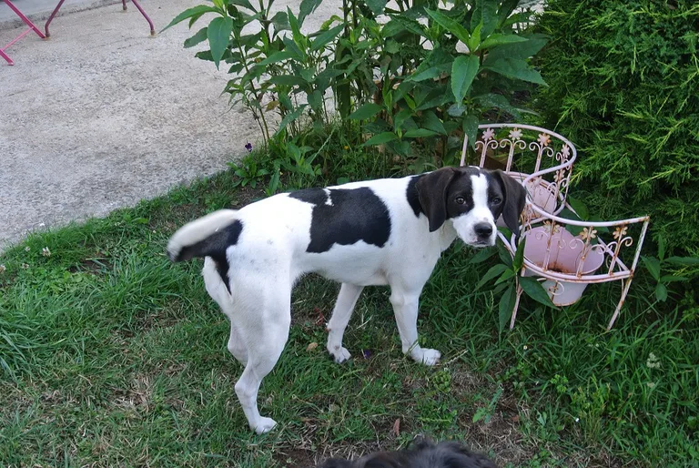 Chien trouvé