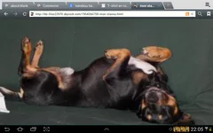 Chien perdu Jack-Russell-Terrier
