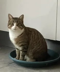 Chat perdu Européen