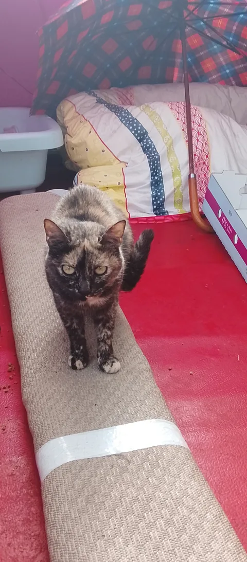 Kitty