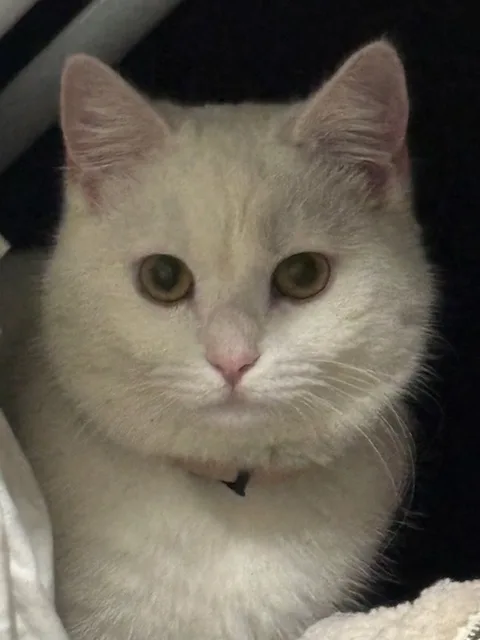 Chaton