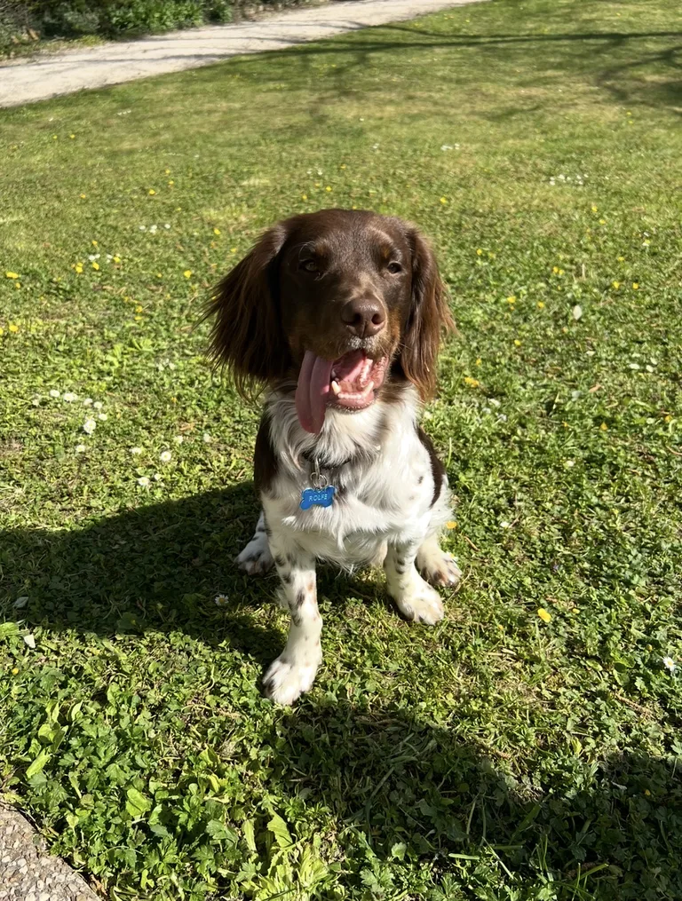 Louie