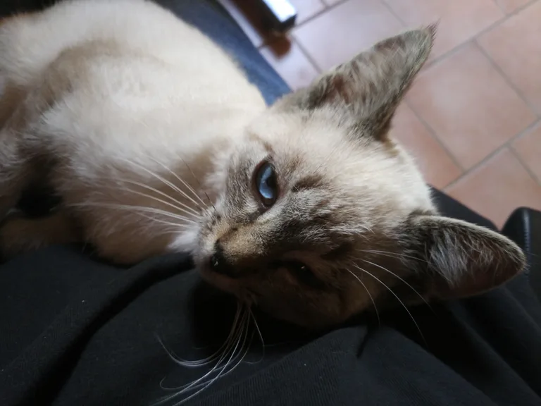 Séthi