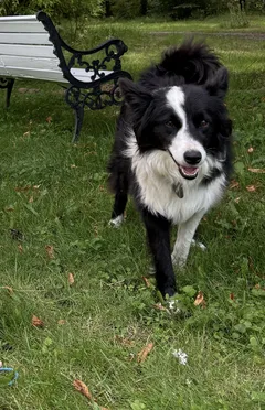 Chien perdu Border Collie