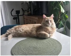Chat perdu Croisé