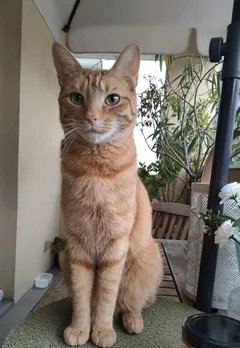 Chat perdu Européen