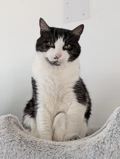 Chat perdu Européen