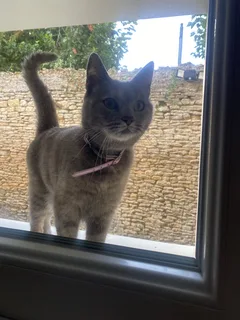 Chat trouvé Européen