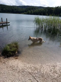 Chien perdu Chien Loup Tchècoslovaque