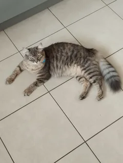 Chat perdu Européen