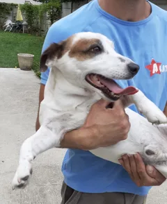 Chien perdu Jack-Russell-Terrier