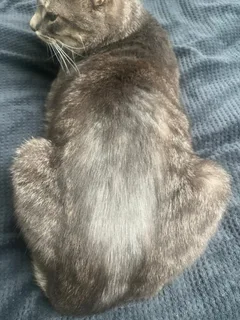 Chat perdu Européen