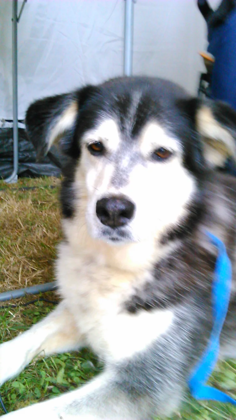 Chien trouvé
